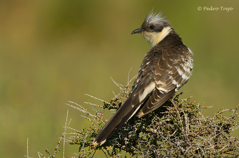 Críalo (Clamator glandarius)